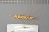 Click for 1 image(s) for this accession. Spike